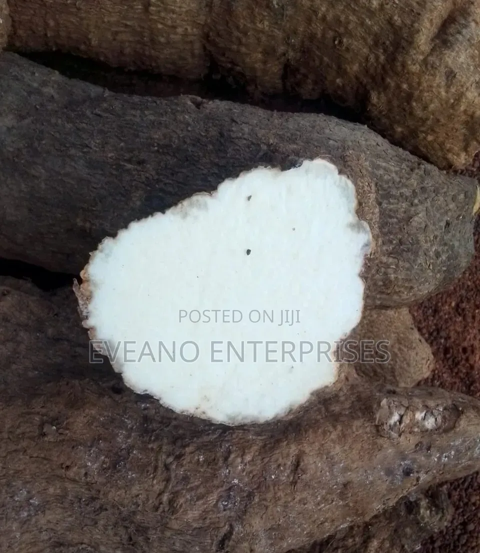 Benue Yams