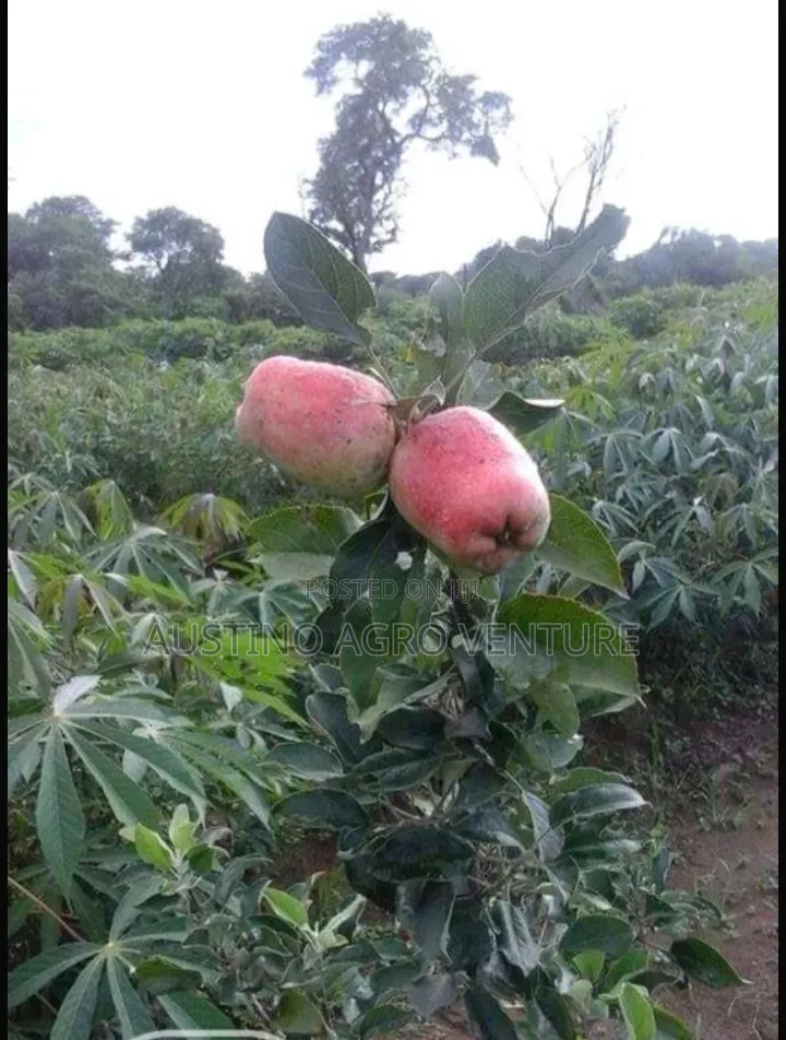 Dwarf Hybrid Apple Seedlings