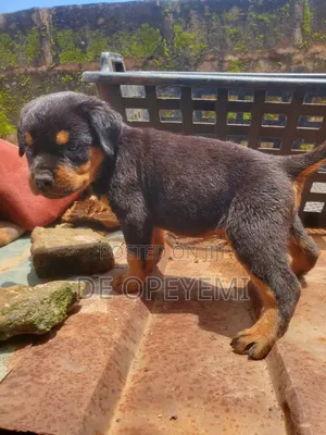 1-3 months Male Purebred Rottweiler