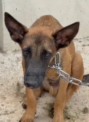 6-12 months Male Purebred Belgian Malinois