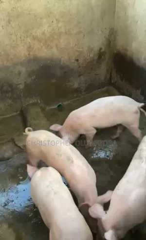 Piglets for Sell
