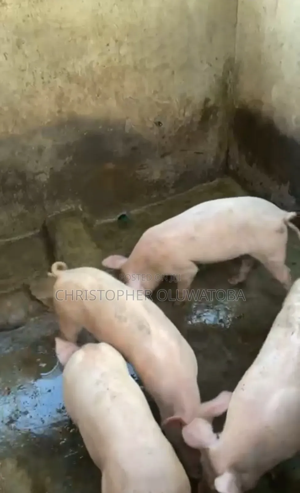 Piglets for Sell