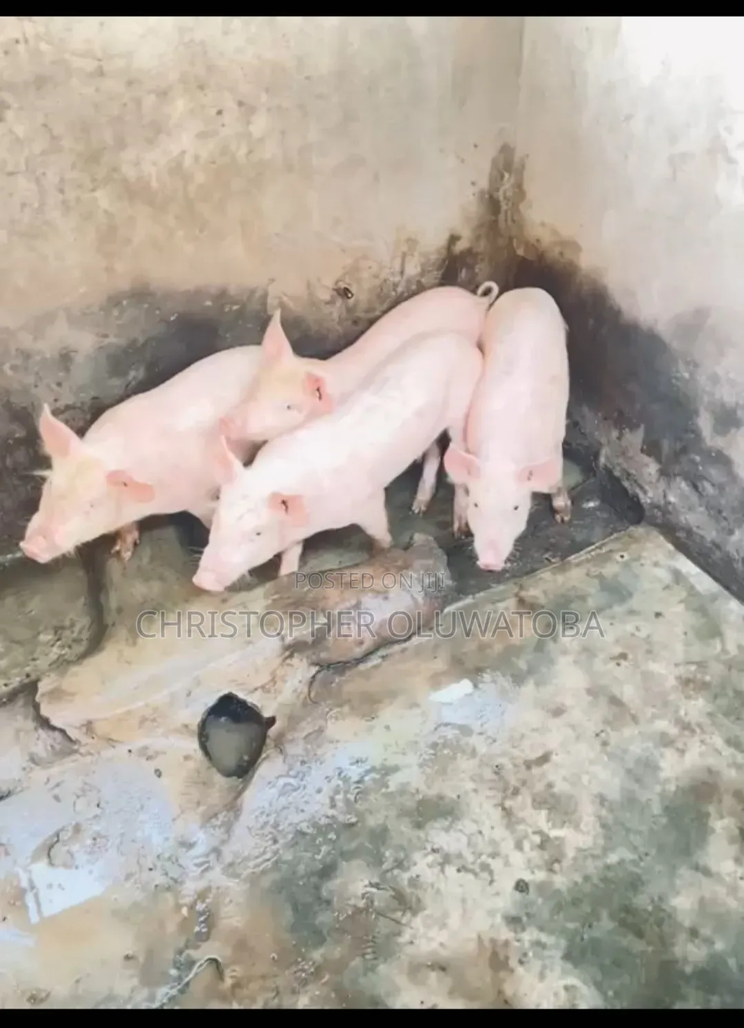 Piglets for Sell
