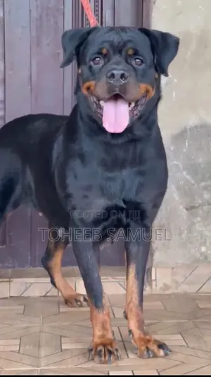 6-12 months Female Purebred Rottweiler