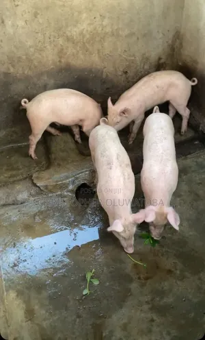 Piglets for Sell