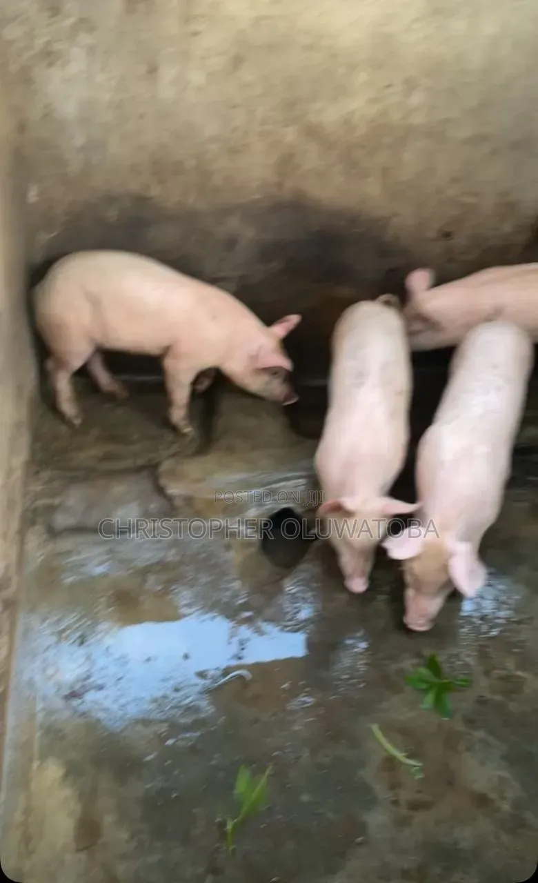 Piglets for Sell