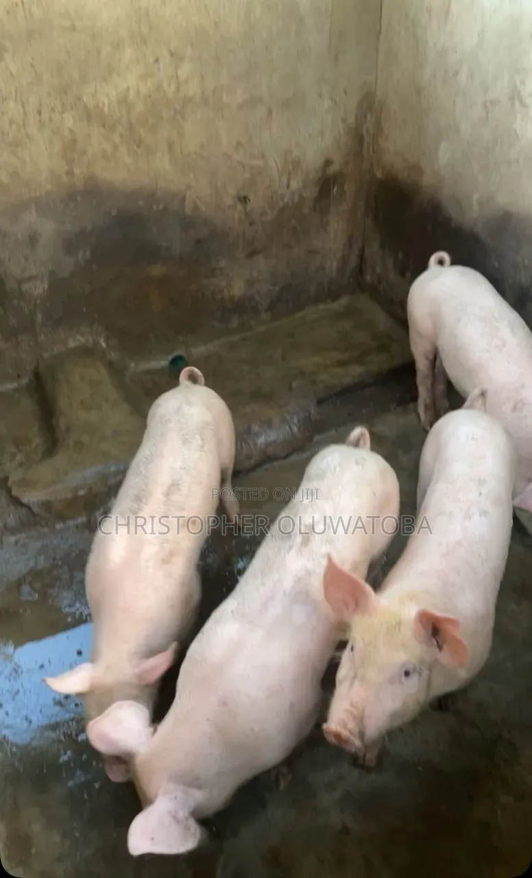 Piglets for Sell
