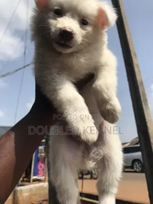 1-3 months Female Purebred American Eskimo