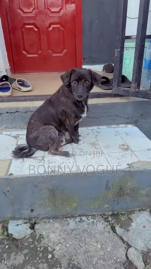 1+ year Female Purebred Border Collie
