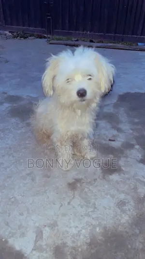 1+ year Male Purebred Lhasa Apso