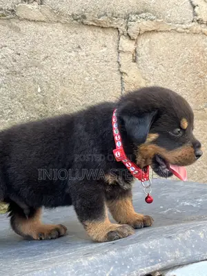 1-3 months Male Purebred Rottweiler