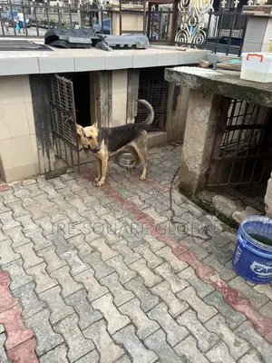 1+ year Female Purebred German Shepherd
