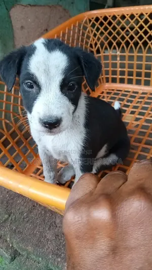 0-1 month Female Mixed Breed American Pit Bull Terrier