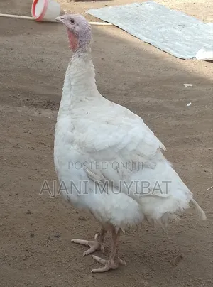 Female Foreign Turkey