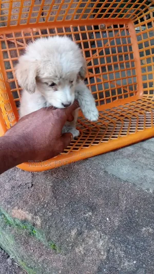 0-1 month Male Mixed Breed American Eskimo