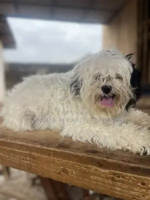 1+ year Female Purebred Lhasa Apso