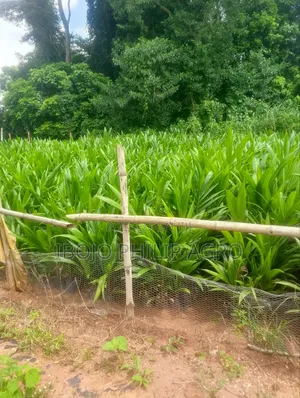 Hybrid Tenera Palm Seedlings