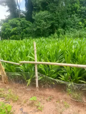 Hybrid Tenera Palm Seedlings