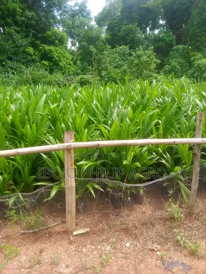 Hybrid Tenera Palm Seedlings