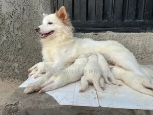 0-1 month Male Purebred American Eskimo
