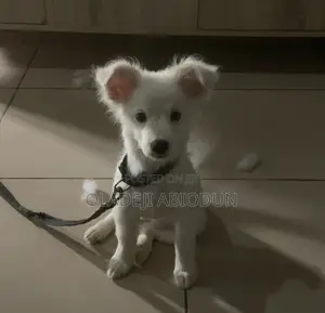 1-3 months Female Mixed Breed American Eskimo