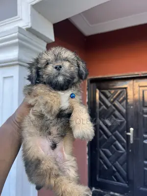 1-3 months Male Purebred Lhasa Apso