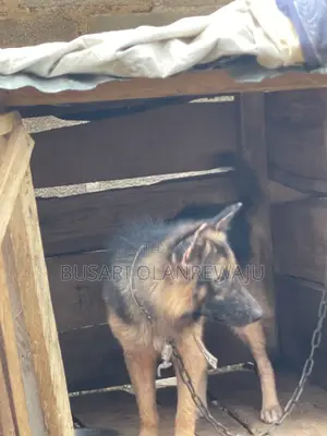 1+ year Male Purebred German Shepherd