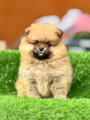 3-6 months Female Purebred Pomeranian