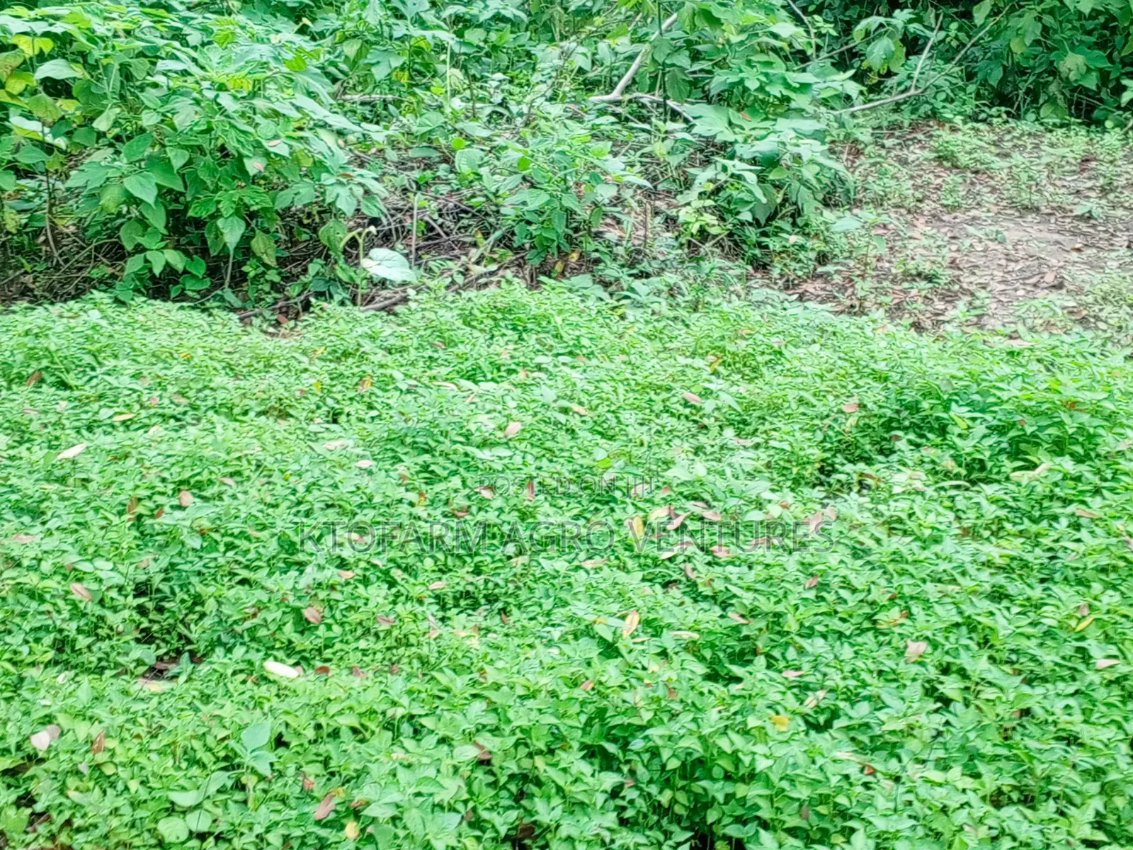 Ata Ijosi Seedlings