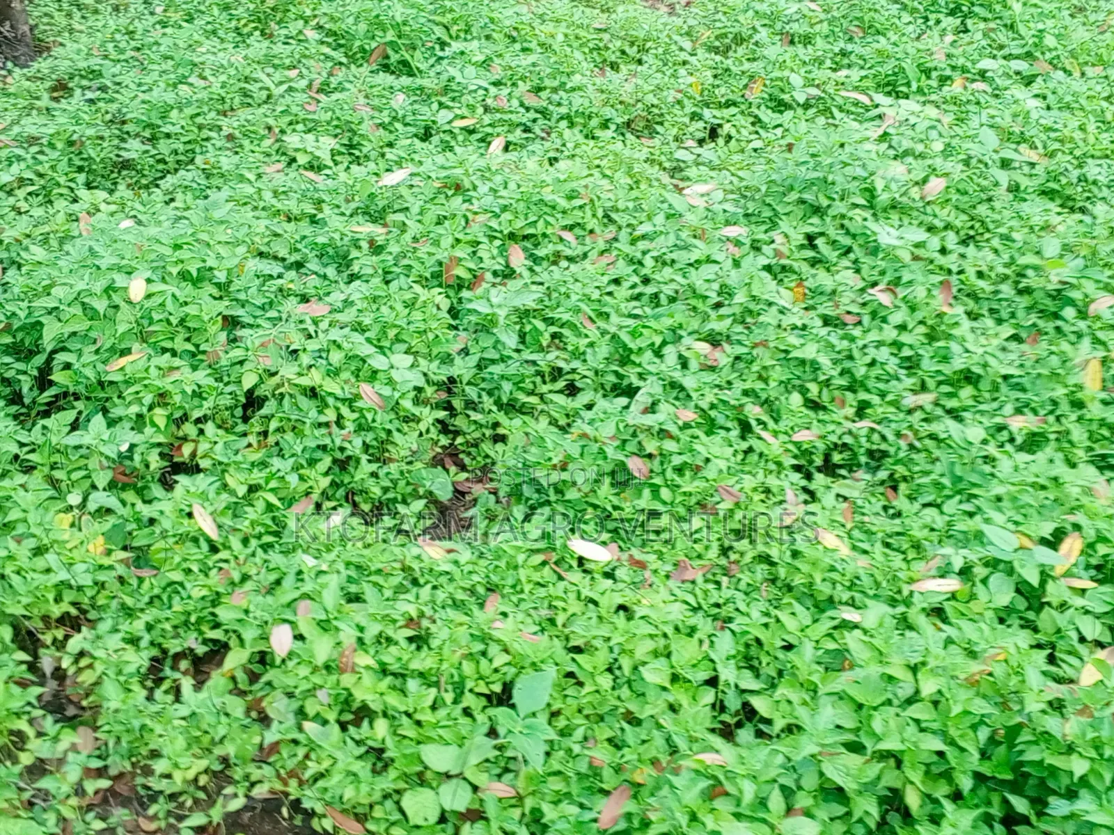 Ata Ijosi Seedlings