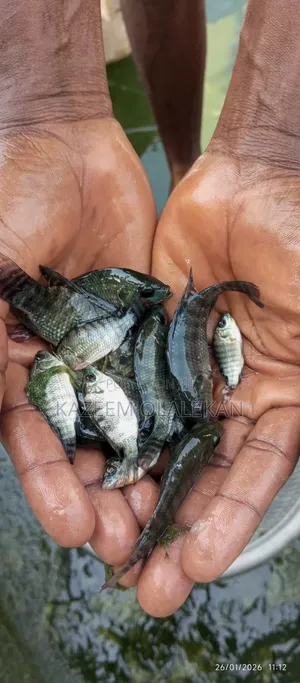 Tilapia Fingerlings