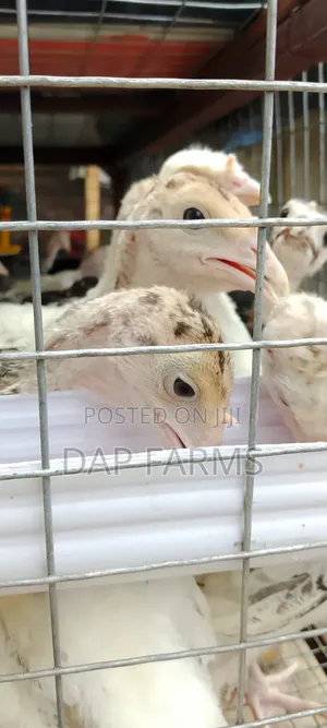5 Weeks Old Local Turkey Available!
