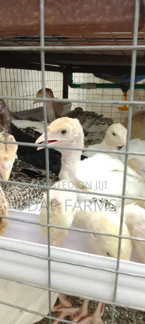 4 Weeks Old Local Turkey Available!