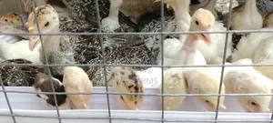 5 Weeks Old Local Turkey Available!