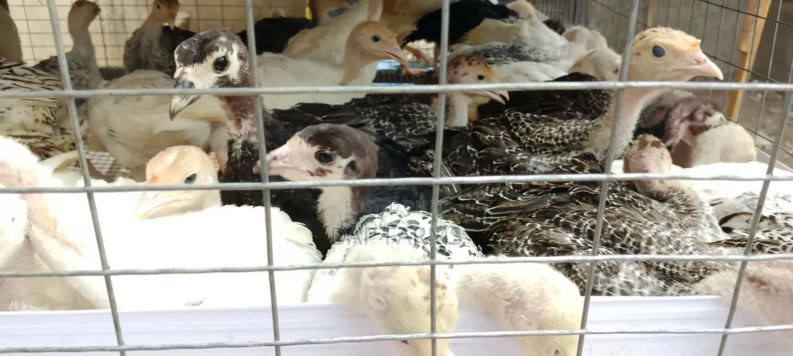 5 Weeks Old Local Turkey Available!