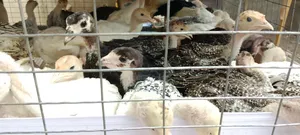 5 Weeks Old Local Turkey Available!