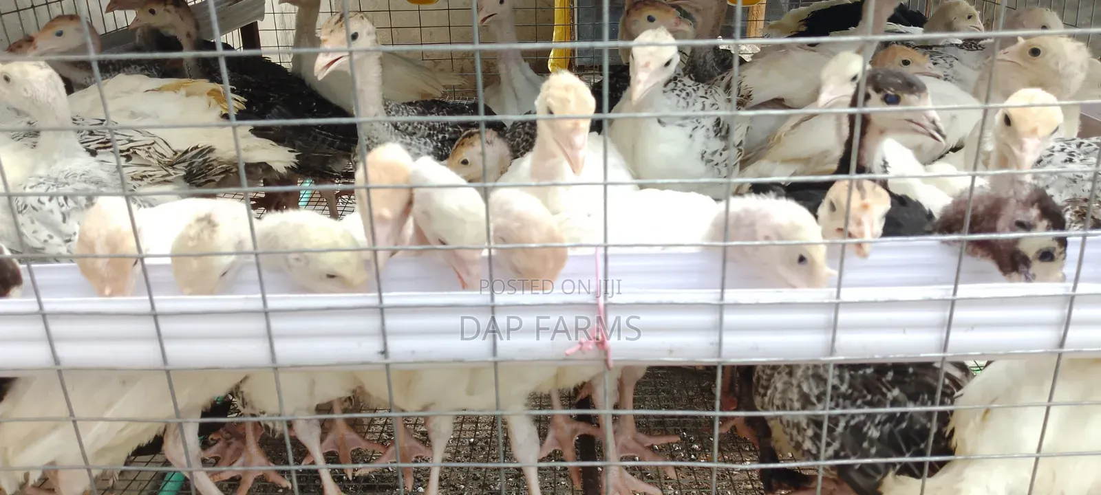 5 Weeks Old Local Turkey Available!