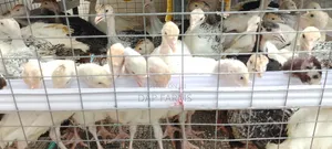 5 Weeks Old Local Turkey Available!