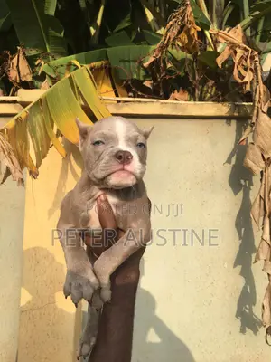 1-3 months Female Purebred American Bully