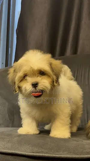 1-3 months Male Purebred Lhasa Apso