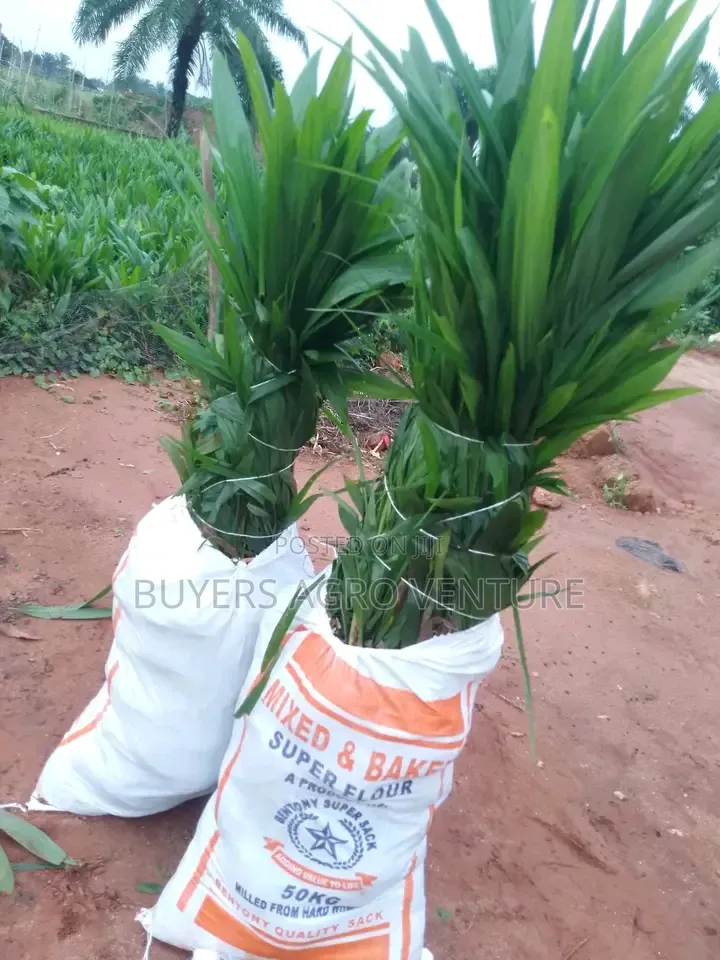 Palm Oil Seedlings