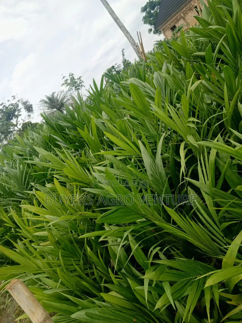 Palm Oil Seedlings
