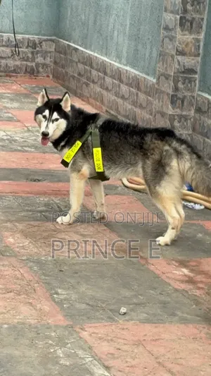 1+ year Male Purebred Siberian Husky