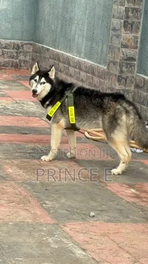 1+ year Male Purebred Siberian Husky