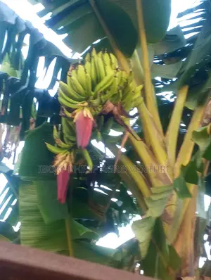Hybrid Plantain Suckers, Palm Seedling, Sprouted Seeds