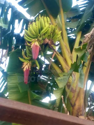 Hybrid Plantain Suckers, Palm Seedling, Sprouted Seeds
