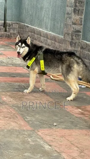 1+ year Male Purebred Siberian Husky