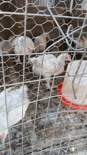 Poultry and Animal