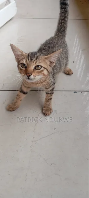 1-3 months Female Mixed Breed Tabby