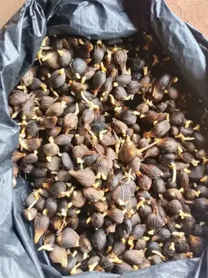 Tenera Palm Seedling Sprouted Seeds, Supergen. Coconut Seedlings
